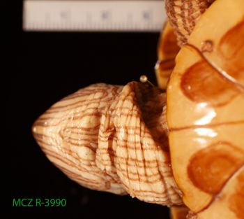 Media type: image;   Herpetology R-3990 Description: Specimen photo;  Aspect: head ventral